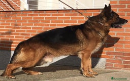 Pastor Alemán perros en venta: Pastores alemanes  - Imagen 10