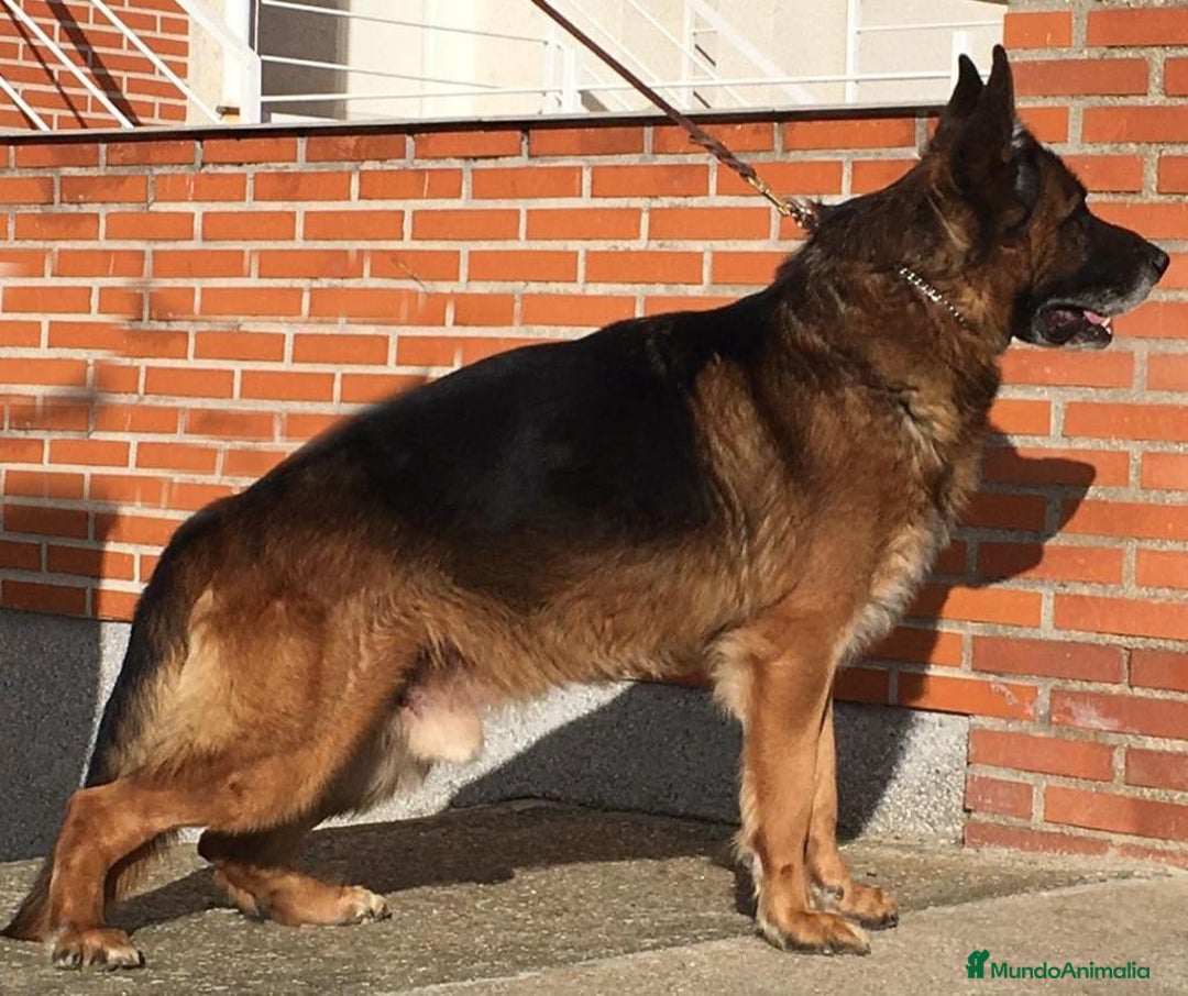 Pastor Alemán perros en venta: Pastores alemanes  - Imagen 10
