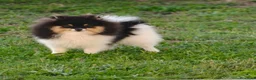 Pomerania perros en venta: Pomerania toy - Anuncio 7