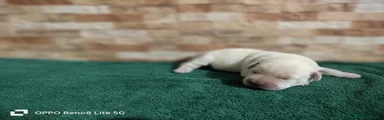 Labrador Retriever 2