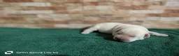 Labrador Retriever perros en venta: Cachorros de Labrador Retrievers - Anuncio 8
