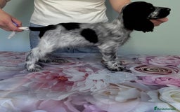 Cocker Spaniel Inglés perros en venta: Preciosos machos cocker inglés  - Imagen 6