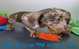 Teckel Miniatura perros en venta: Teckel Hembra DCD 5758 AQUANATURA - Imagen 7