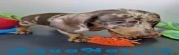 Teckel Miniatura perros en venta: Teckel Hembra DCD 5758 AQUANATURA - Anuncio 7