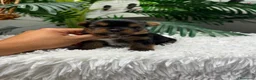 Yorkshire Terrier perros en venta: YORKSHIRE TERRIER - Anuncio 13