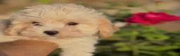 Maltipoo perros en venta: Maltipoo hembra disponible !!! - Anuncio 3