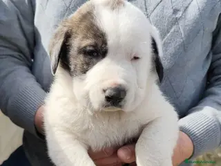 Mastín Español perros PRECIOSOS CACHORRITOS DE MASTINES - Anuncio 1