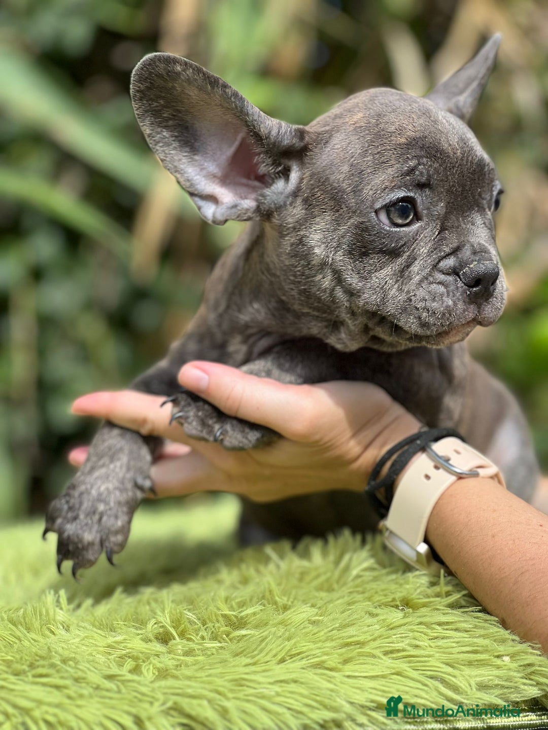 Bulldog Francés perros en venta: Bulldog francés machos - Imagen 5