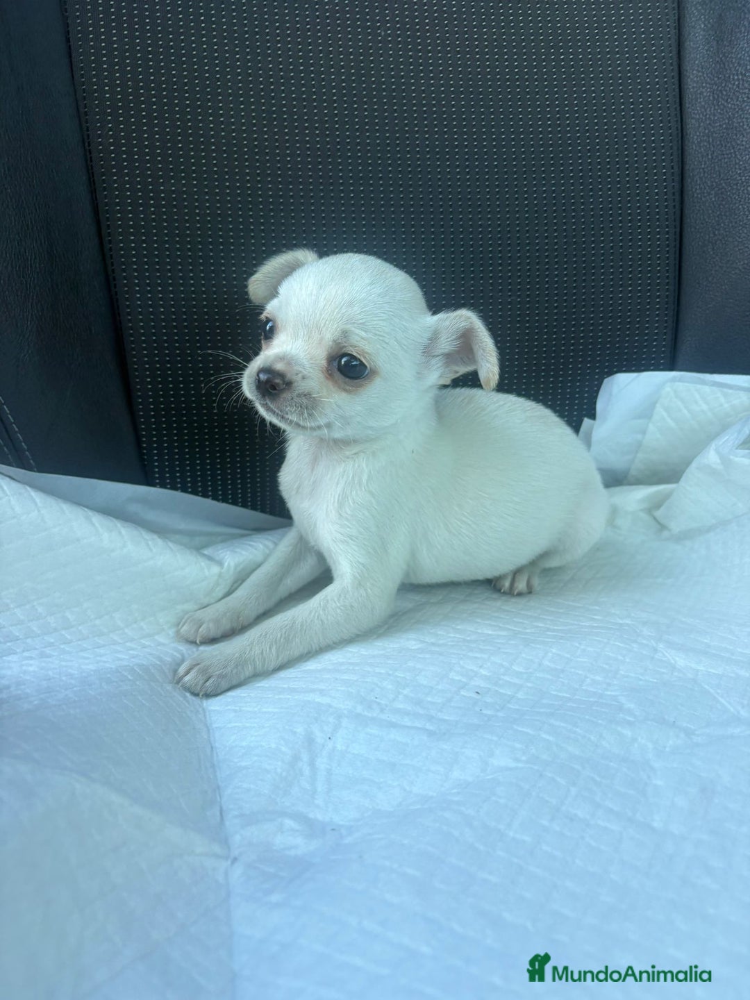 Chihuahua perros en venta: Chihuahua toy blanco nieve  - Anuncio 6