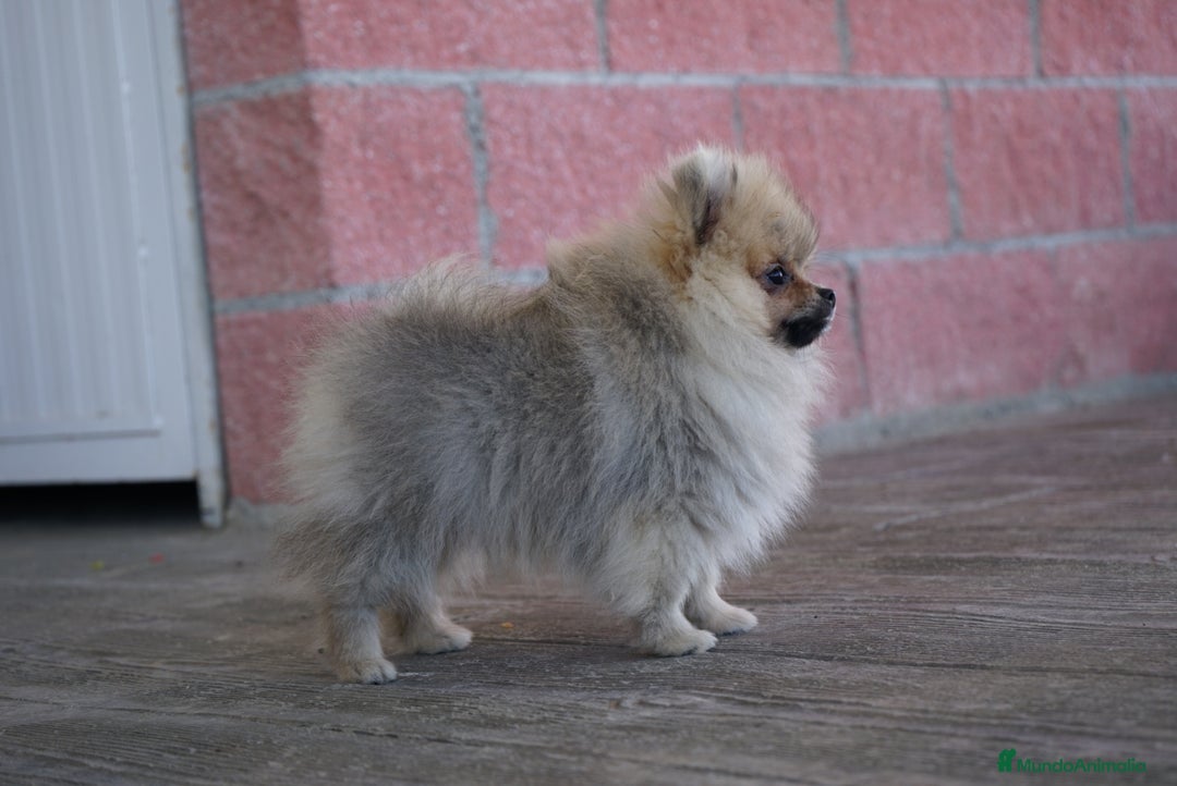 Pomerania perros en venta: 🐾 Sparky – Pomerania marrón mini toy 🌰 - Imagen 1