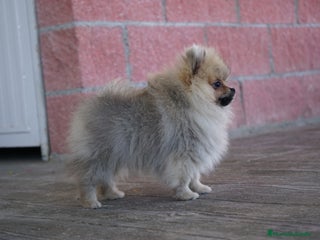 Pomerania perros - Anuncio 4