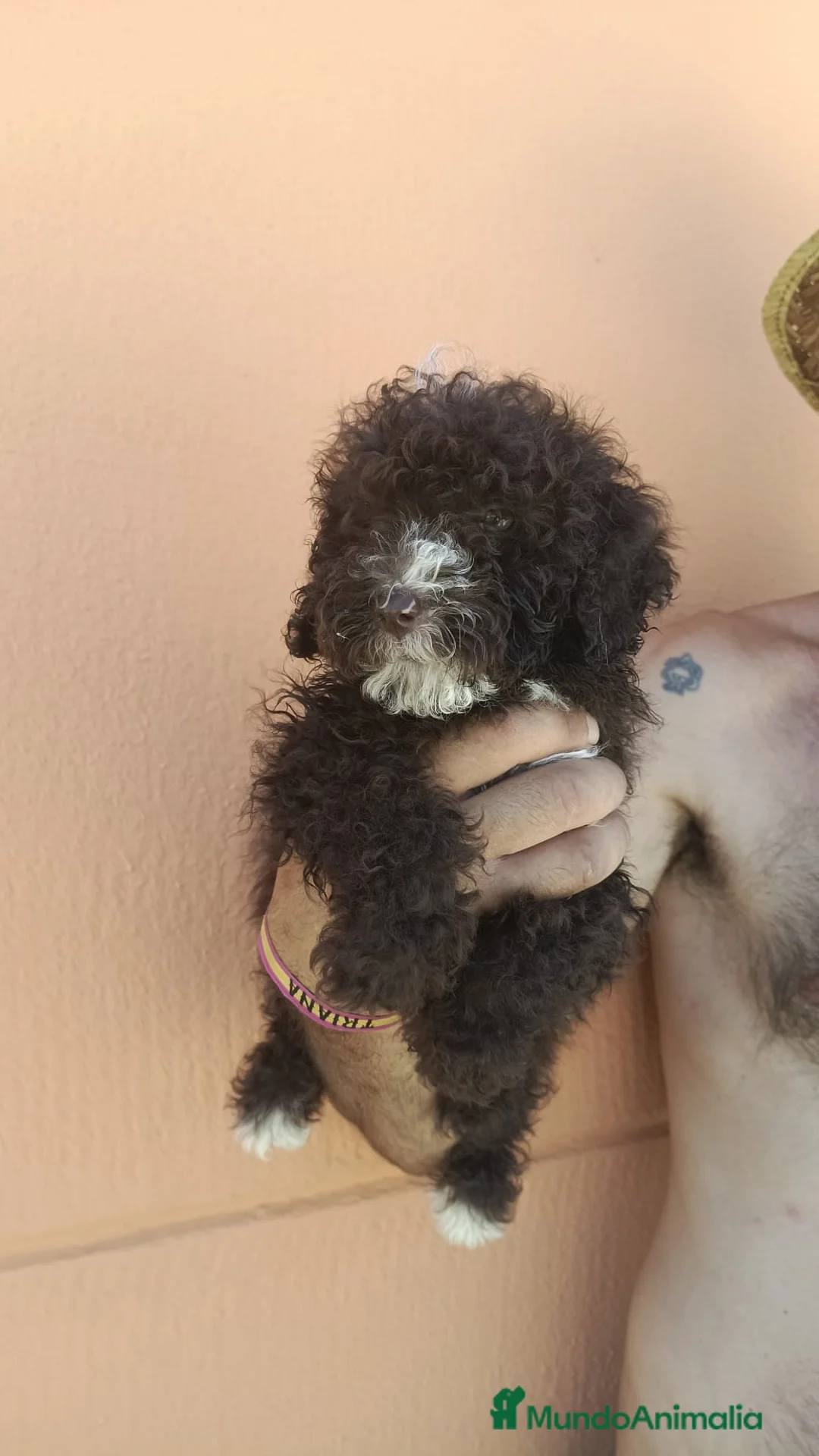 Perro de Agua Español perros en venta: Cachorros perros de agua chocolate 🐶🐾 - Anuncio 1