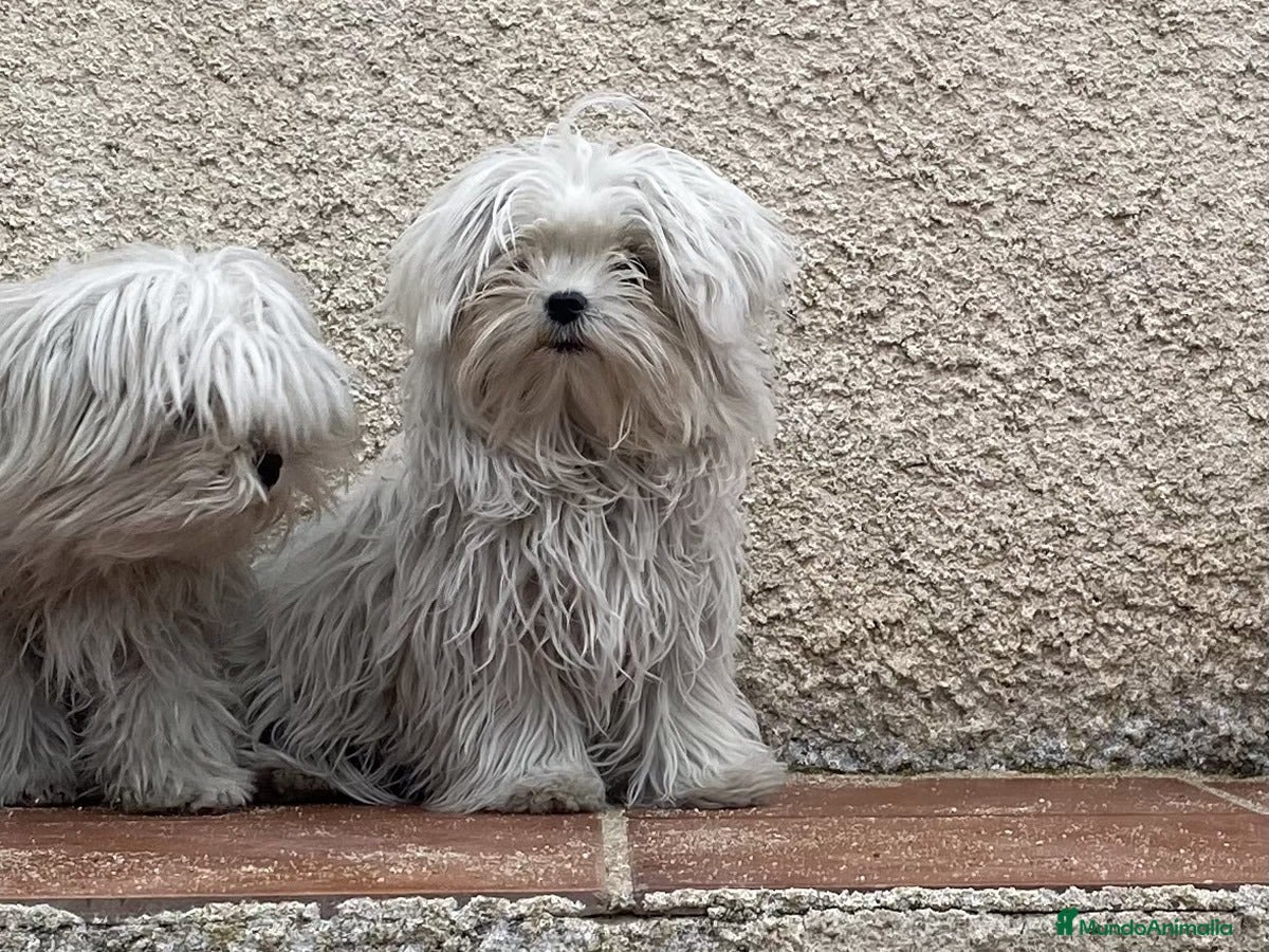 Bichón Maltés perros Bichon Maltes disponibles en Asturias - Anuncio 2
