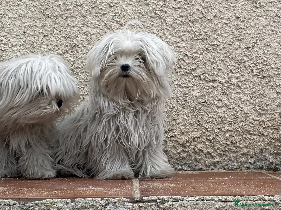 Bichón Maltés perros en venta: Bichon Maltes disponibles en Asturias - Anuncio 2