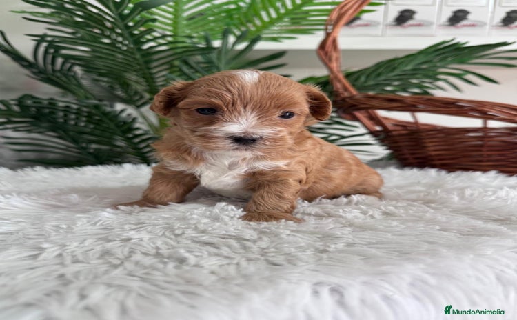 Maltipoo perros - Anuncio 2