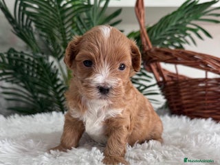 Maltipoo perros - Anuncio 2