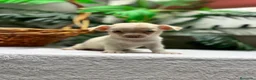 Chihuahua perros en venta: CHIHUAHUA-MACHO - Anuncio 15