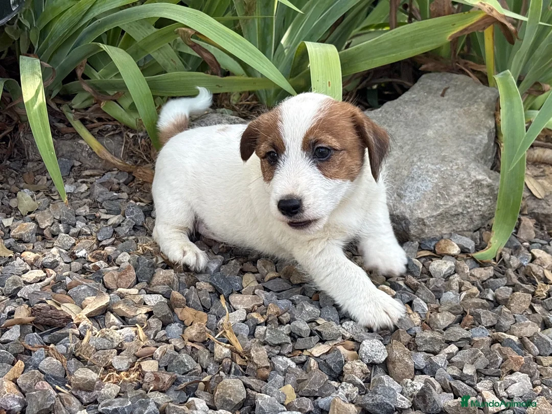 Jack Russell Terrier perros en venta: Jack Russell de pelo duro ( Brush) 🐾🐾🐾 - Anuncio 2