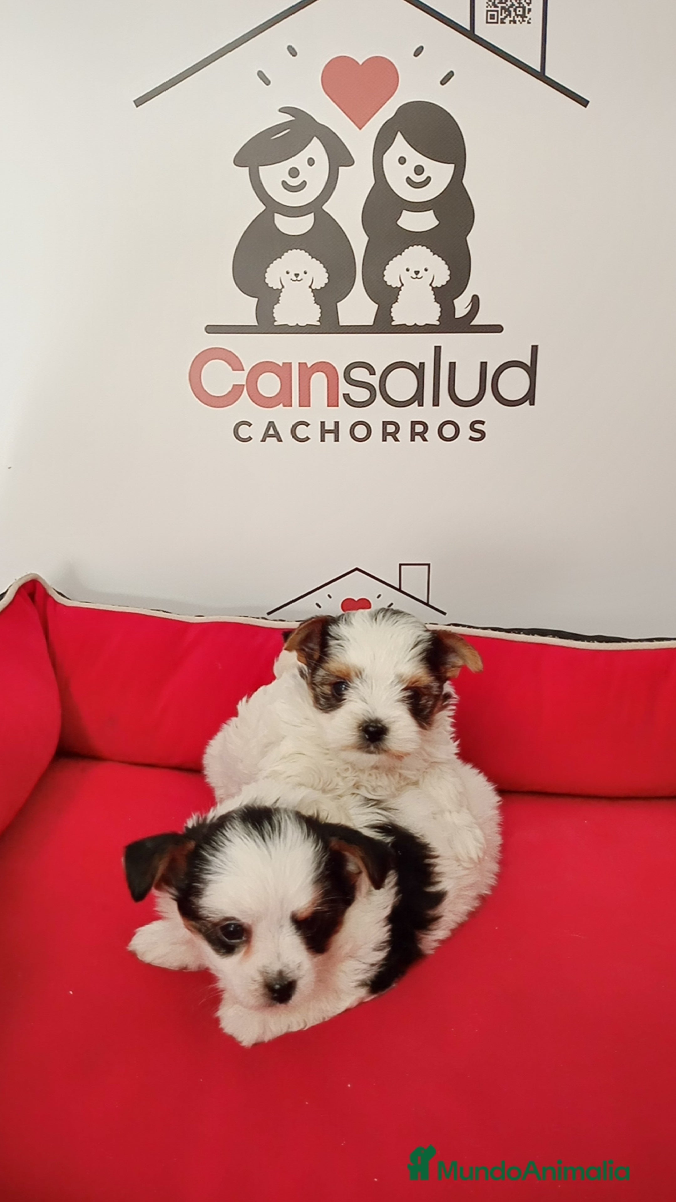 Yorkshire Terrier perros Briewer  - Anuncio 23