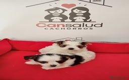 Yorkshire Terrier perros en venta: Briewer  - Anuncio 1