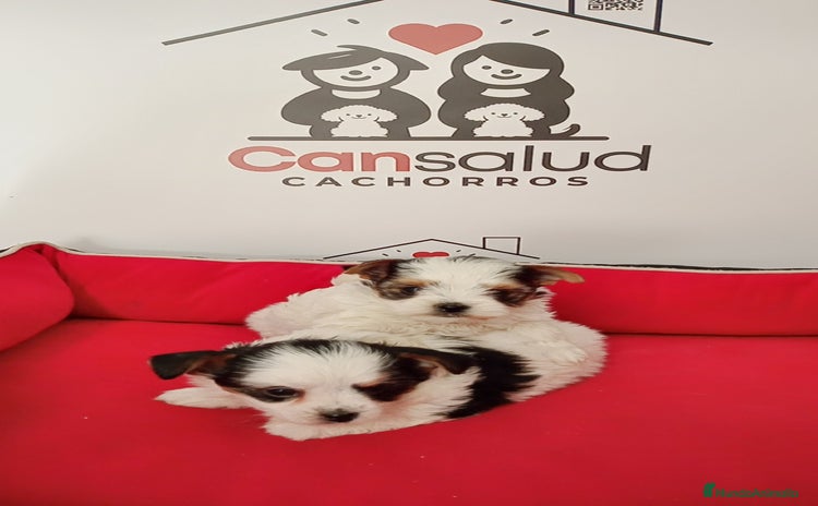 Yorkshire Terrier perros Briewer  - Anuncio 2