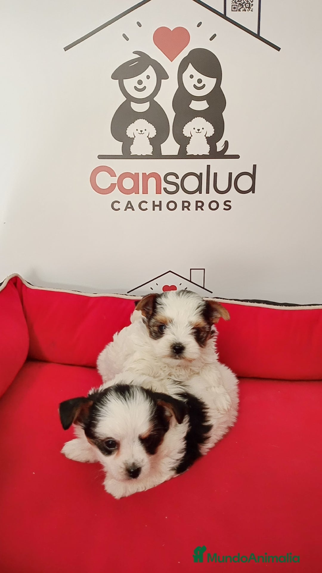 Yorkshire Terrier perros en venta: Briewer  - Anuncio 1