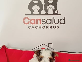 Yorkshire Terrier perros Briewer - Anuncio 1