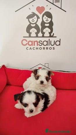 Yorkshire Terrier perros Briewer - Anuncio 2