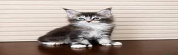 Maine Coon gatos en venta: Gatitas Maine Coon - Anuncio 3