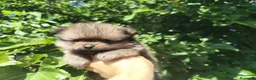 Pomerania perros en venta: Pomerania  - Anuncio 6
