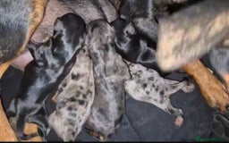 Pinscher Miniatura perros en venta: Pinscher miniatura merle - Imagen 2