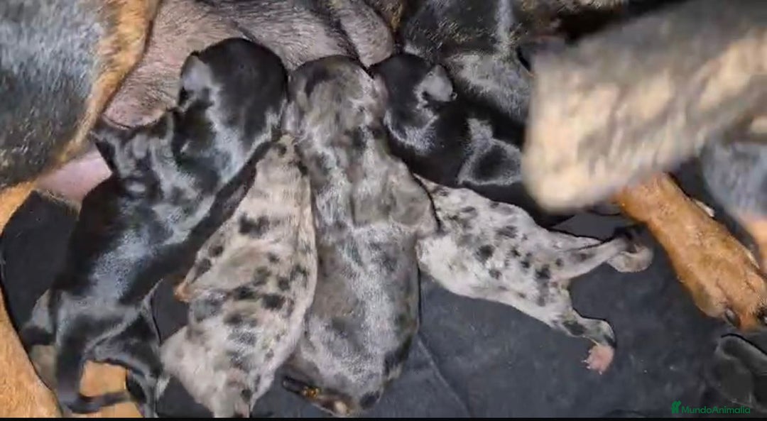 Pinscher Miniatura perros en venta: Pinscher miniatura merle - Imagen 2