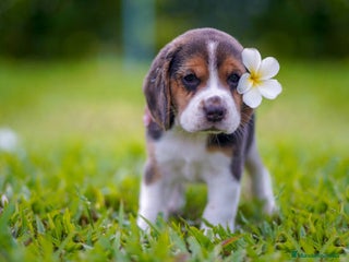 Beagle perros en Ciudad Real - Anuncio 15