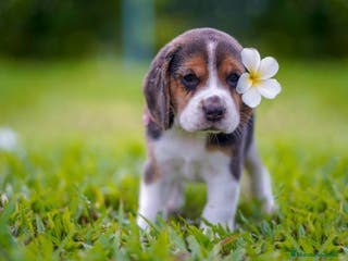 Beagle perros BEAGLE ALICANTE en Ciudad Real - Anuncio 1