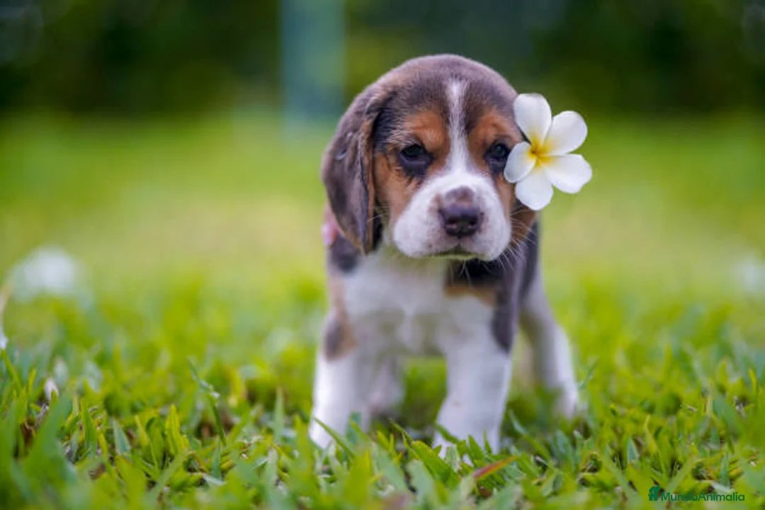 Beagle perros en venta: BEAGLE ALICANTE  en Ciudad Real - Anuncio 1