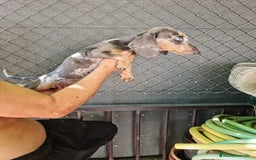 Teckel Miniatura perros en venta: Teckel macho mini arlequín  - Imagen 14