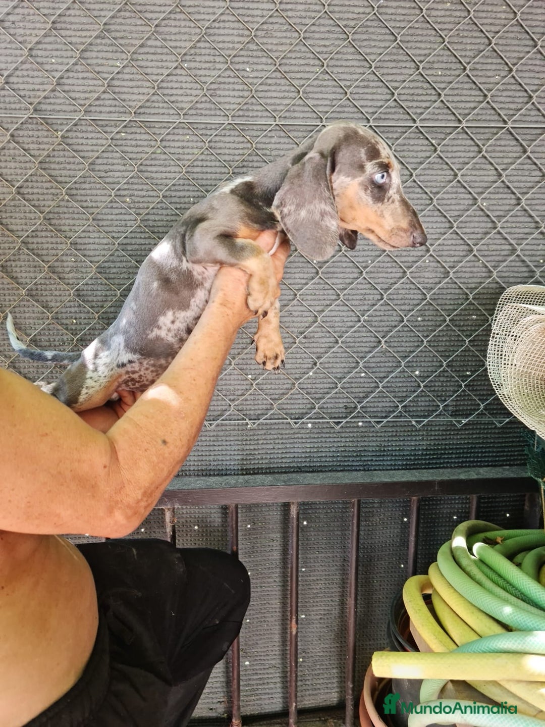 Teckel Miniatura perros en venta: Teckel macho mini arlequín  - Imagen 14