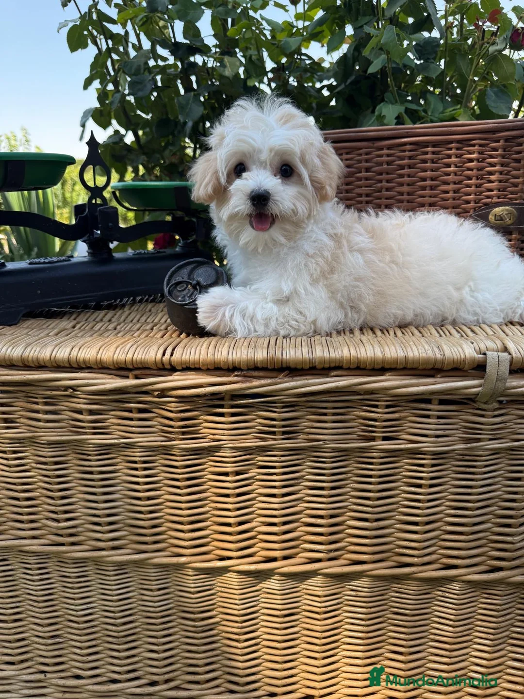 Maltipoo perros en venta: Maltipoo tres meses cumplidos !!! - Anuncio 1