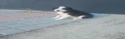Border Collie perros en venta: BORDER COLLIE - Anuncio 5