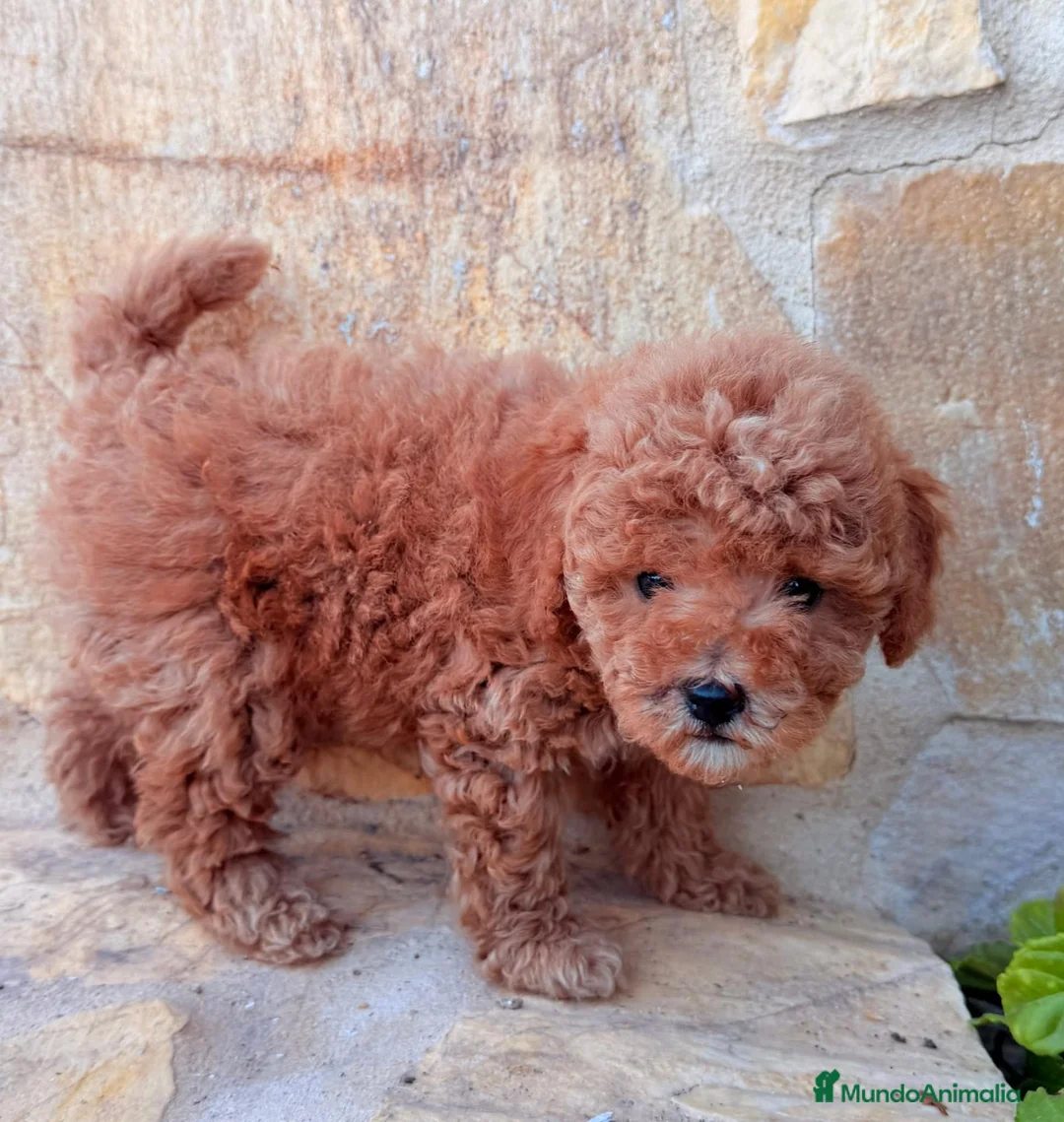 Caniche Toy perros en venta: Caniche toy - Anuncio 2