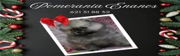 Pomerania perros en venta: IMPRESIONANTES POMERANIA MACHOS Y HEMBRAS - Anuncio 4