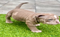 American Bully perros en venta: American bully bebés preciosos - Imagen 27