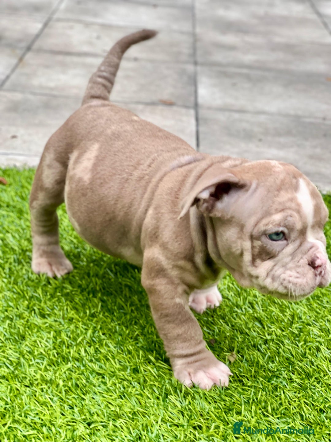 American Bully perros en venta: American bully bebés preciosos - Imagen 27