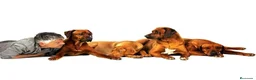 Rhodesian Ridgeback perros en venta: Rhodesian Ridgeback adultos con pedigrí  - Anuncio 3