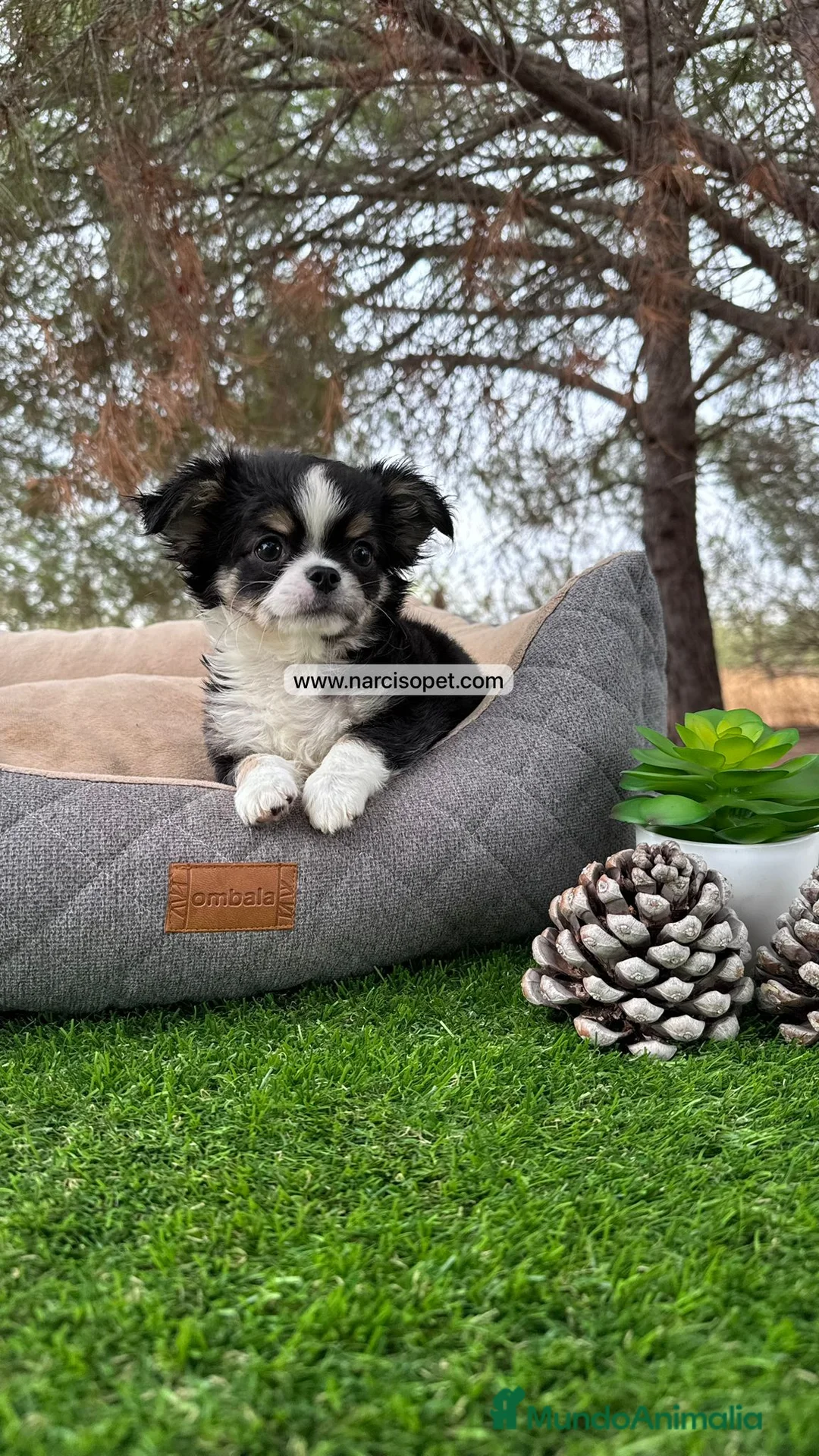 Chihuahua perros en venta: CHIHUAHUA PELO LARGO TOY - Anuncio 5