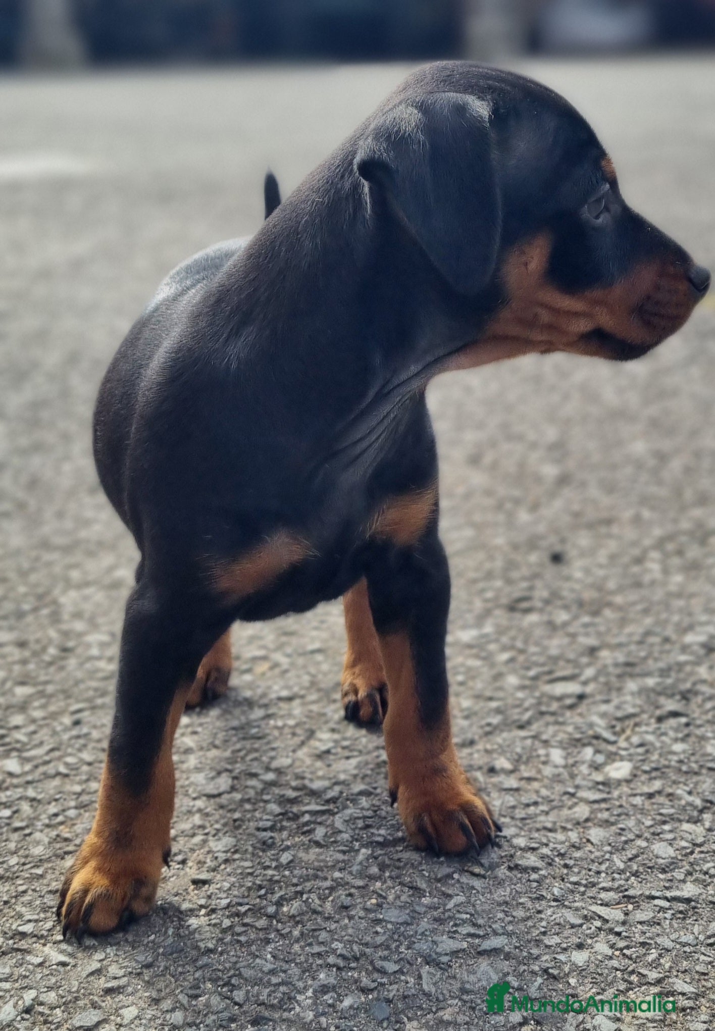 Pinscher Miniatura perros Pinscher miniatura.  Cachorro disponible - Anuncio 2