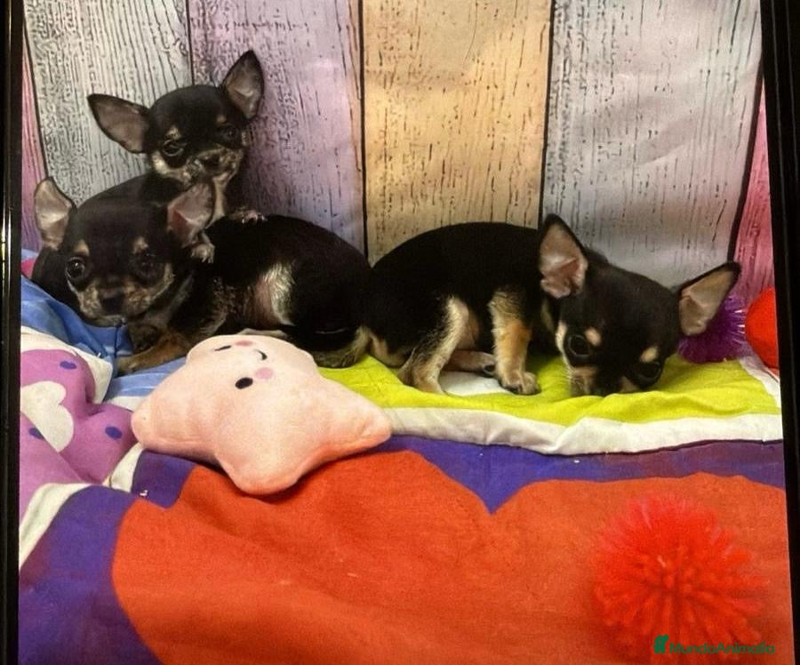Chihuahua perros Chihuahua hembras TOY - Anuncio 3