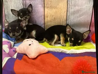 Chihuahua perros Chihuahua hembras TOY - Anuncio 3