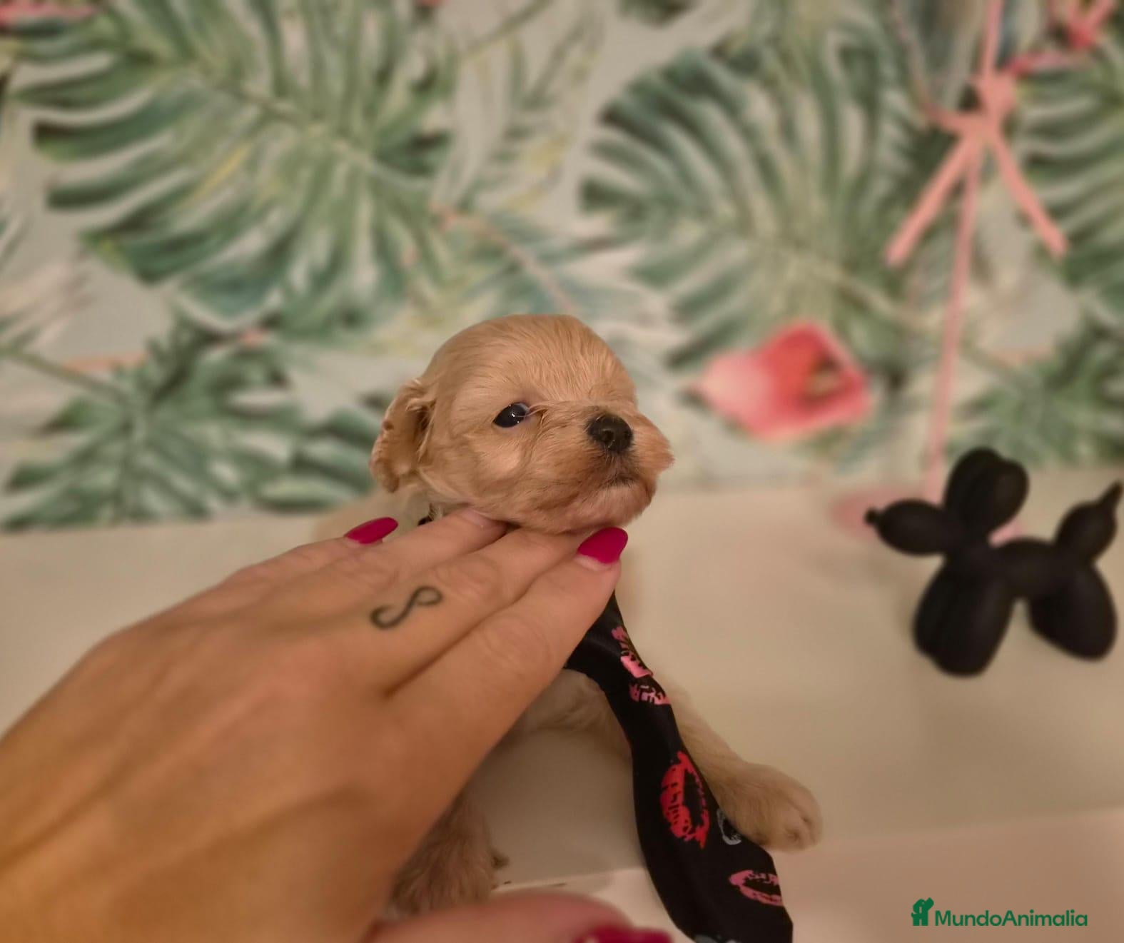 Maltipoo perros Maltipoo  - Anuncio 4