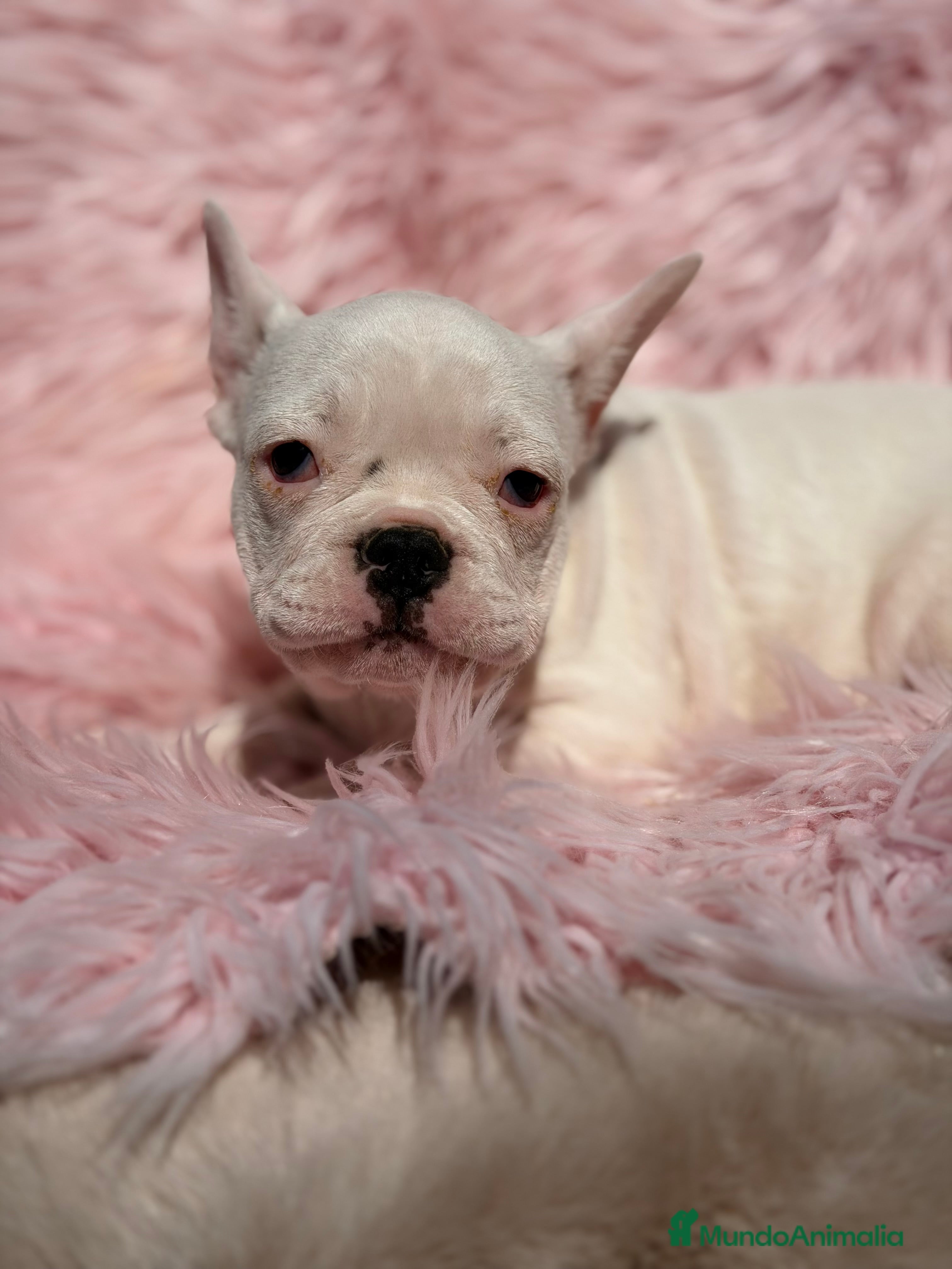 Bulldog Francés perros Bulldog hembra blanca  - Anuncio 5